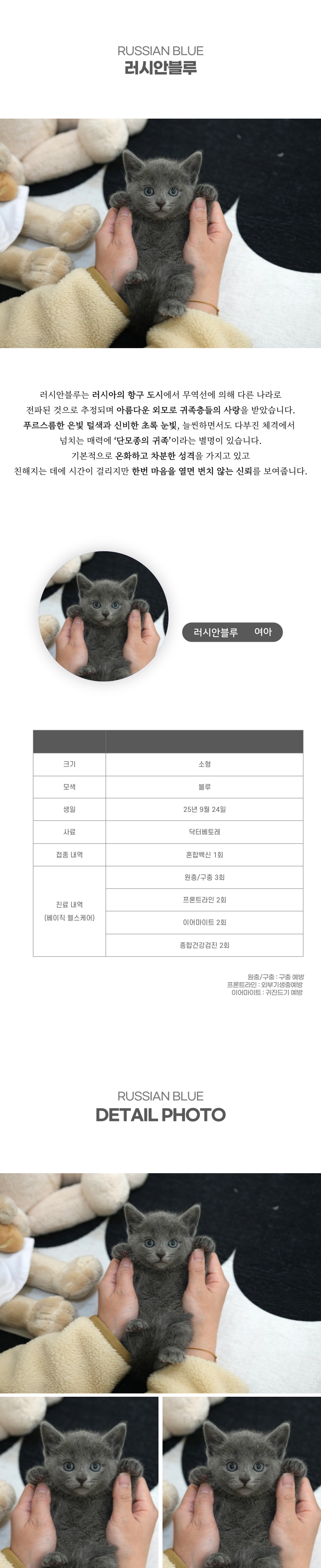 러시안블루_상세이미지_2